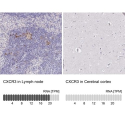CXCR3 Antibody, Novus Biologicals 25 &mu;L, Unlabeled:Antibodies, Polyclonal